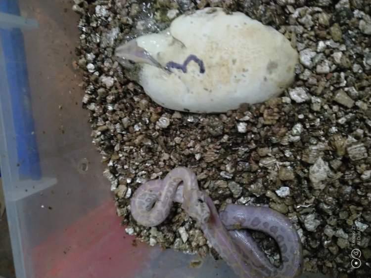 最新萌萌萌盤，小巷中的隱藏美食寶藏探秘